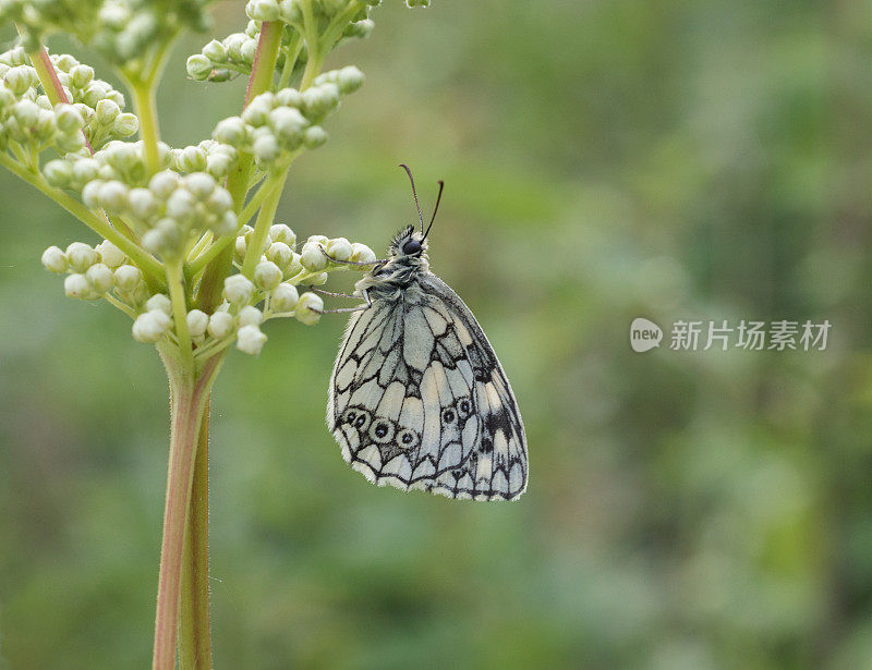 石纹白蝴蝶(Melanargia galathea)